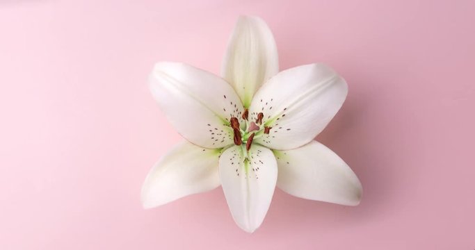 Timelapse of lily flower blooming on pink background