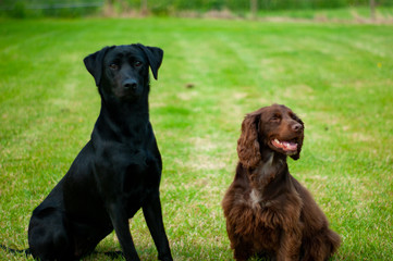 Labrador and Cocker Spaniel