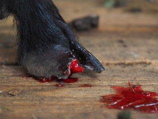 A broken goat's hoof. Blood on the animal's leg