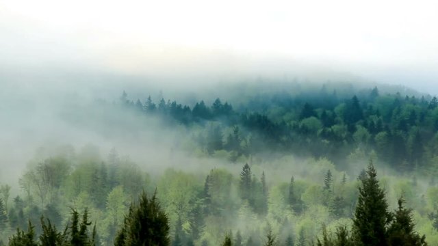 a landscape of the foggy morning forest at carpathian mountains, national park Skolivski beskidy, Lviv region of Western Ukraine