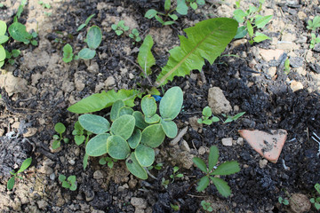 A Sprout Of Young Pumpkin Seedlings. Pumpkin plant in the garden, sprout pumpkin bed in my organic garden, in Uzice city