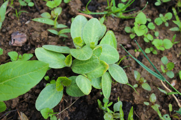 A Sprout Of Young Pumpkin Seedlings. Pumpkin plant in the garden, sprout pumpkin bed in my organic garden, in Uzice city