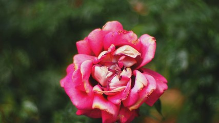 call me by your name