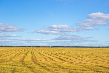 Fototapeta premium yellow field with traces of transport on straw after wheat harvest