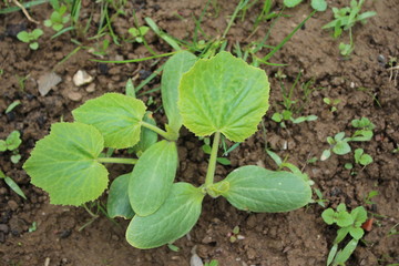 A Sprout Of Young Pumpkin Seedlings. Pumpkin plant in the garden, sprout pumpkin bed in my organic garden, in Uzice city