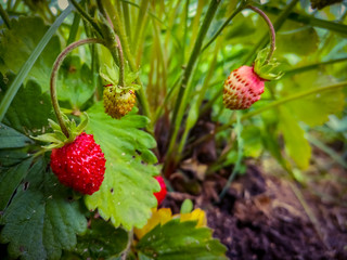 Wild Strawberries on a branch