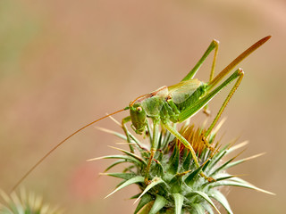 Grasshopper (Tettigonia sp.) Perched on a thistle, early in the morning, near Almansa, Spain