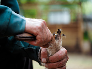 Clearing the hooves of sheep, goats. Farmer's hands with a sharp knife
