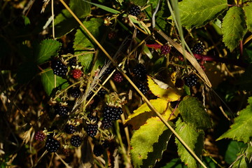 Black berries in a bush ready to be eaten