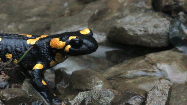 close up of a big black yellow spotted Europaean fire salamander (Salamandra) stand still on pebbles after rain