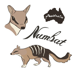 Numbat vector image isolated on white background. Noombat in full growth and head. Fauna Australia. Realistic walpurti design. Numbat - Emblem of Western Australia. 