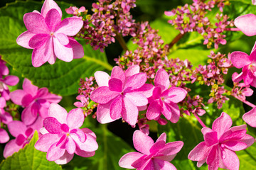 額紫陽花の花のアップ