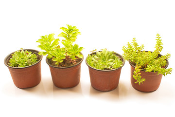 Jelly  bean  plant and  houseleek in pot isolated on white