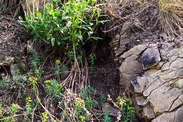 the plants growing on naked stones, hole in the rock for a little small animal