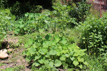 Gardening using permaculture principles, synergy between plants, pumpkins, dill, nasturtium, onion, spinach, sunflower, tomato, tagetes, marygold and other plants in my organic garden