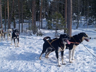 Fototapeta na wymiar Schlittenhunde im Schnee