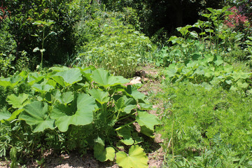 Gardening using permaculture principles, synergy between plants, pumpkins, dill, nasturtium, onion, spinach, sunflower, tomato, tagetes, marygold and other plants in my organic garden