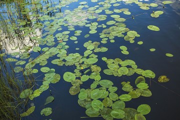 Beautiful view of dark blue lake water with water lilies and green sedge on sunset. Gorgeous nature landscape background.