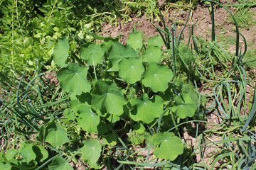 Gardening using permaculture principles, synergy between plants, pumpkins, dill, nasturtium, onion, spinach, sunflower, tomato, tagetes, marygold, lettuce and other plants in my organic garden