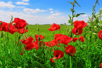 Naklejka premium poppies blooming in the wild meadow 