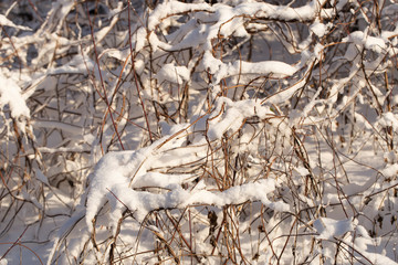 Trees covered with snow after a blizzard. Nature in winter. Christmas forest.	
