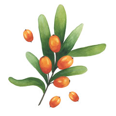 Watercolor illustration of sea buckthorn berries branch. Isolated on the white background. Perfect for food design, menu cards.
