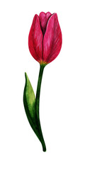 Watercolor tulip, hand drawn illustration of spring flower, floral element isolated on white background.