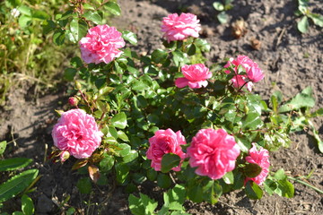 Bright pink roses in the garden early in the morning.