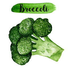 Hand drawn raw food illustration. Watercolor broccoli isolated on white background.