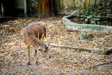 Obraz na płótnie Canvas Sambar Deer or Rusa Unicolor in the Thailand's Zoo.
