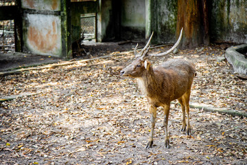 Sambar Deer or Rusa Unicolor in the Thailand's Zoo.