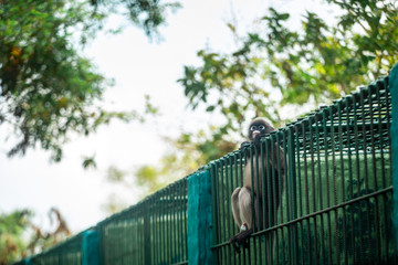 Dusky leaf monkey or Dusky langur Climbing on the Cage and Looking Outside the Cage at the Zoo.