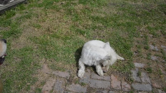 sleeping terrier taking rest in the ground