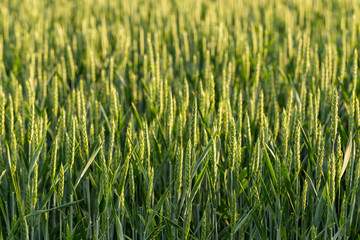 Green cereals during flowering. Grain field. Space for wheat. Land for agricultural purposes. Food base of the human race.	