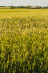 Green cereals during flowering. Grain field. Space for wheat. Land for agricultural purposes. Food base of the human race.	