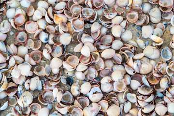 Top View of Many various seashells on the beach in South of Thailand.