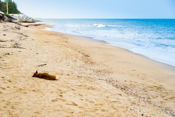 Relax Sleeping Dog on the Beach.