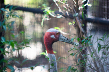 Close up head shot of sarus crane (Antigone antigone antigone).