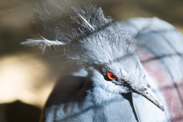 Close up of blue Victoria crowned pigeon (Goura)