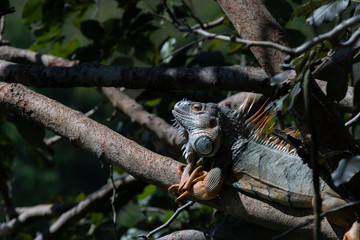 Iguana on branch