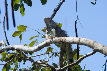 Iguana on branch