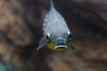 Jullien's golden carp (Probarbus jullieni)