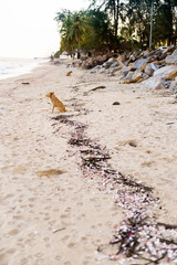 Brown Stray Dog on the Beach at the Evening.