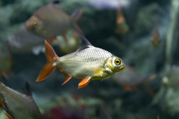 Tinfoil barb (Barbonymus schwanenfeldii). 