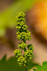 Viticulture - flowers of the vine. Wine-making. Technology of wine production. Wine production in Moldova.	