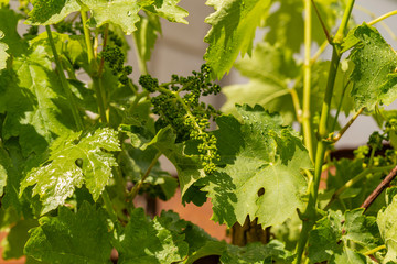 Viticulture - flowers of the vine. Wine-making. Technology of wine production. Wine production in Moldova.	