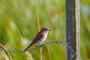 Young Red-backed shrike on a barbed wire
