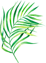 Watercolor illustration coconut palm leaf. Tropical palm leaf. Banner with exotic summertime motif.