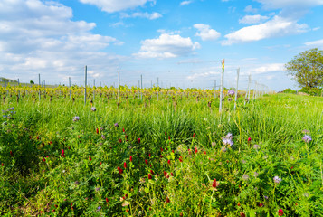 field vines ecological viticulture in summer, rheinhessen, rhineland-palatinate, germany