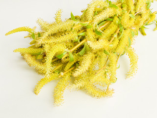 Weeping willow on white